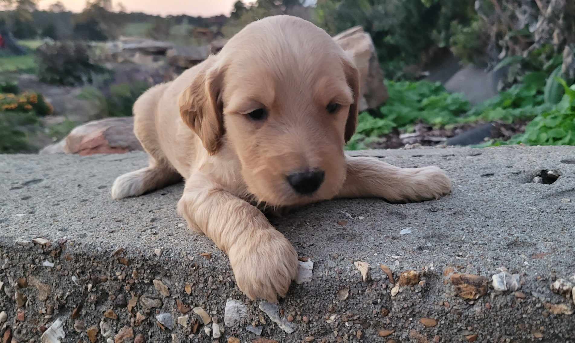 puppy, for, sale, Poodle Standard/Golden Retriever, Lana  Arnall, dog, breeder, Hartville, MO, dog-breeder, puppy-for-sale, forsale, nearby, find, puppyfind, locator, puppylocator, aca